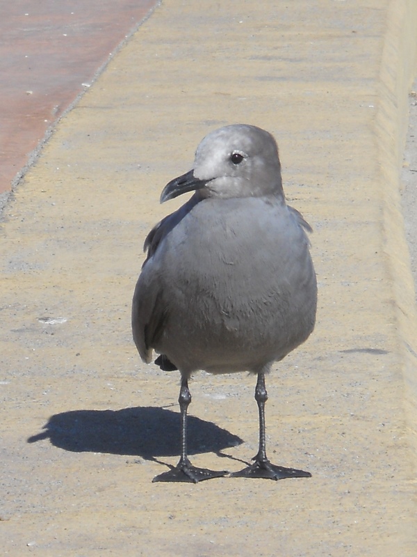 Foto: Antofagasta - Antofagasta, Chile