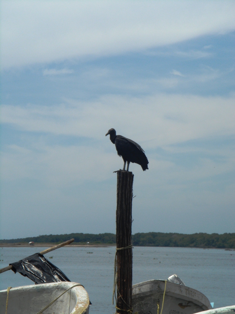 Foto: zopilote - Barra San José (Chiapas), México