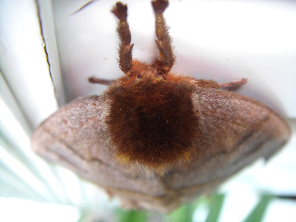 Foto: Otra mariposa - Tapachula (Chiapas), México