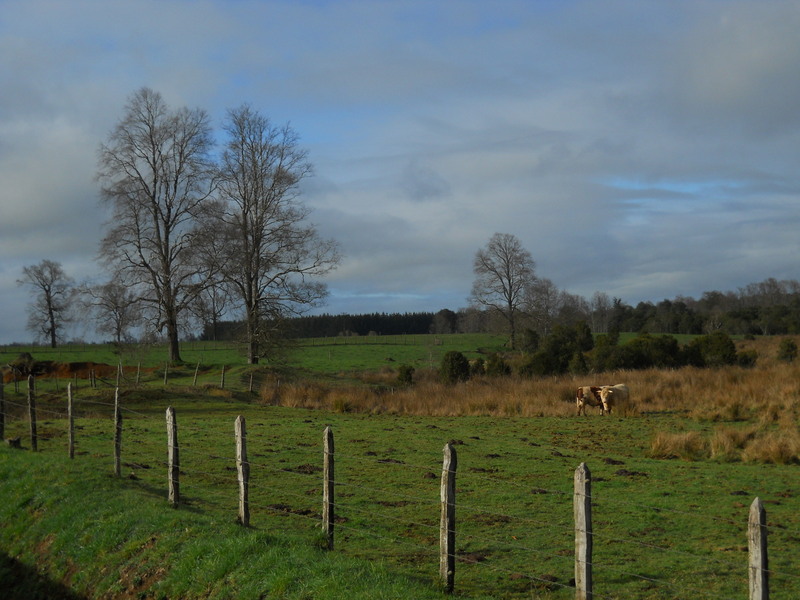 Foto: Fresia - Fresia (Los Lagos), Chile