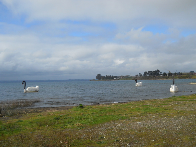 Foto: Llanquihue - Llanquihue (Los Lagos), Chile