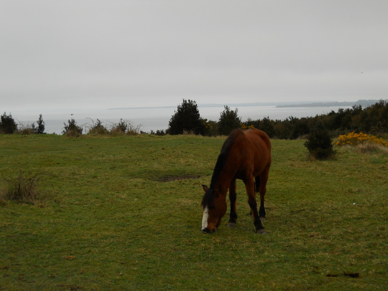 Foto: Isla Tenglo - Puerto Montt (Los Lagos), Chile