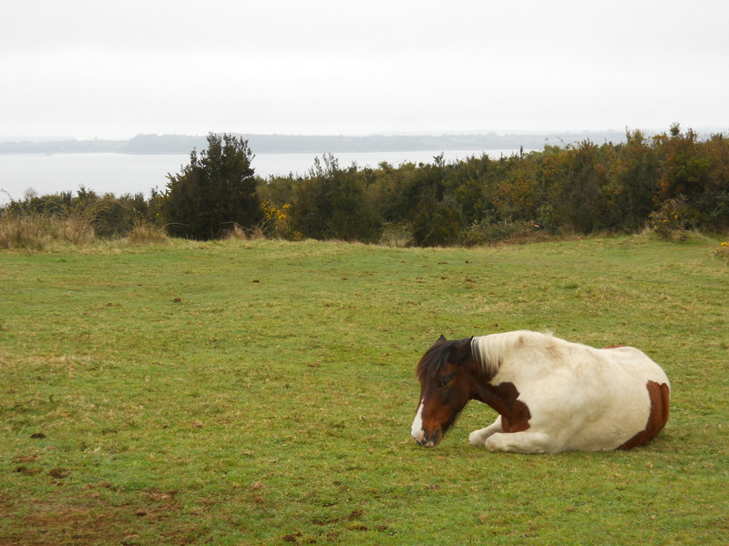 Foto: Isla Tenglo - Puerto Montt (Los Lagos), Chile