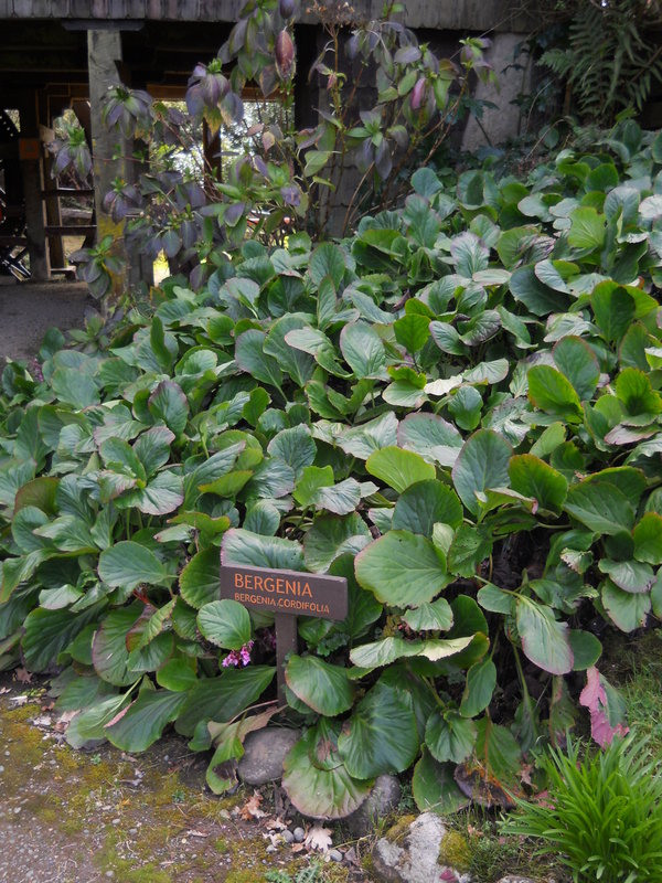 Foto: Museo Aleman - Frutillar (Los Lagos), Chile