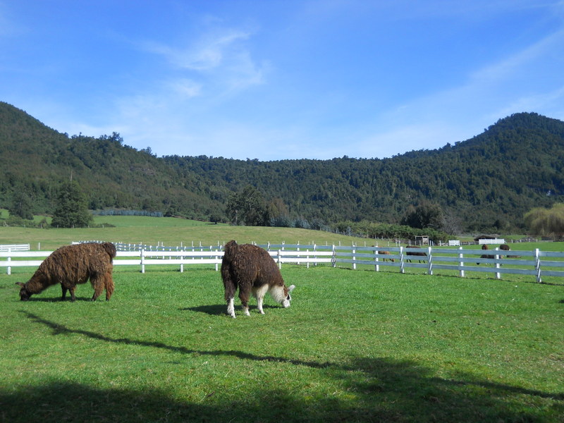 Foto: Puerto Varas - Puerto Varas (Los Lagos), Chile