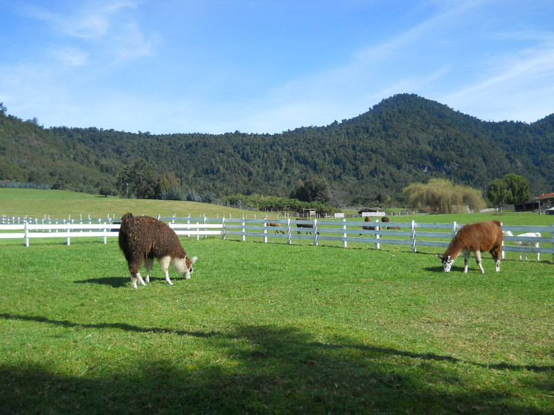 Foto: Puerto Varas - Puerto Varas (Los Lagos), Chile