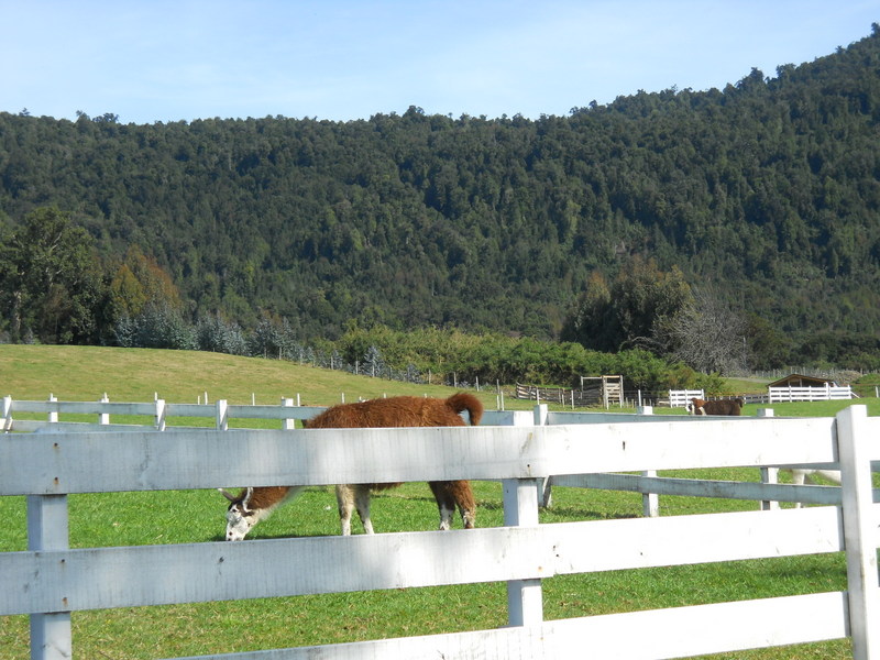 Foto: Puerto Varas - Puerto Varas (Los Lagos), Chile