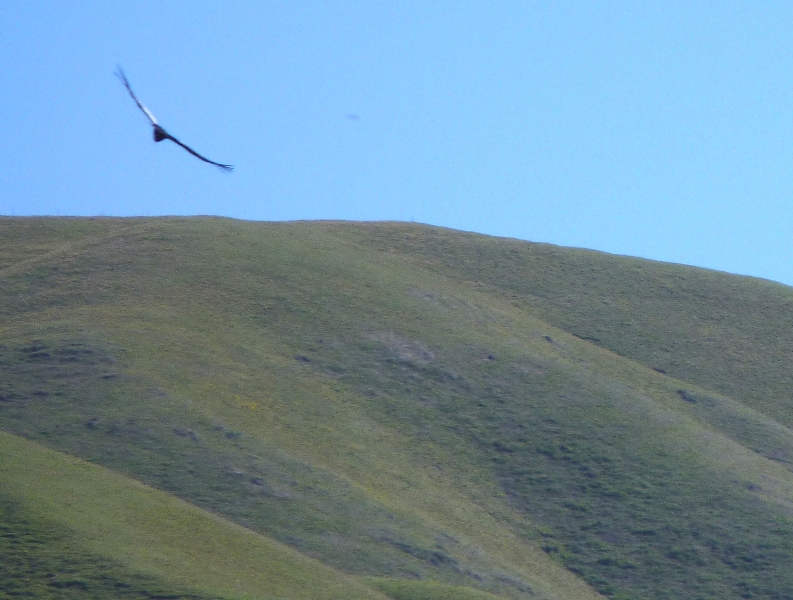 Foto: Cuesta del Obispo. Cóndor en vuelo. - Cachi (Salta), Argentina