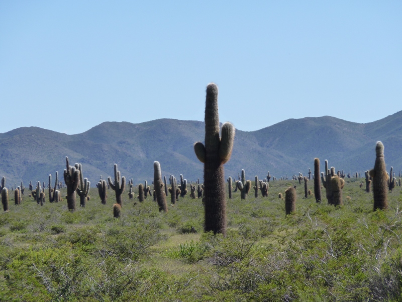 Foto: Parque Nacional Los Cardones. - Cachi (Salta), Argentina