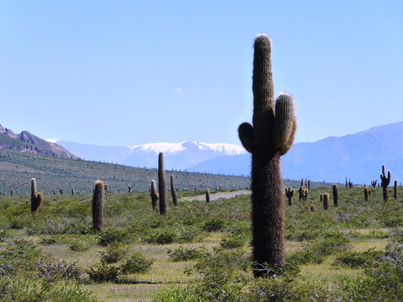 Foto: Parque Nacional Los Cardones. - Cachi (Salta), Argentina