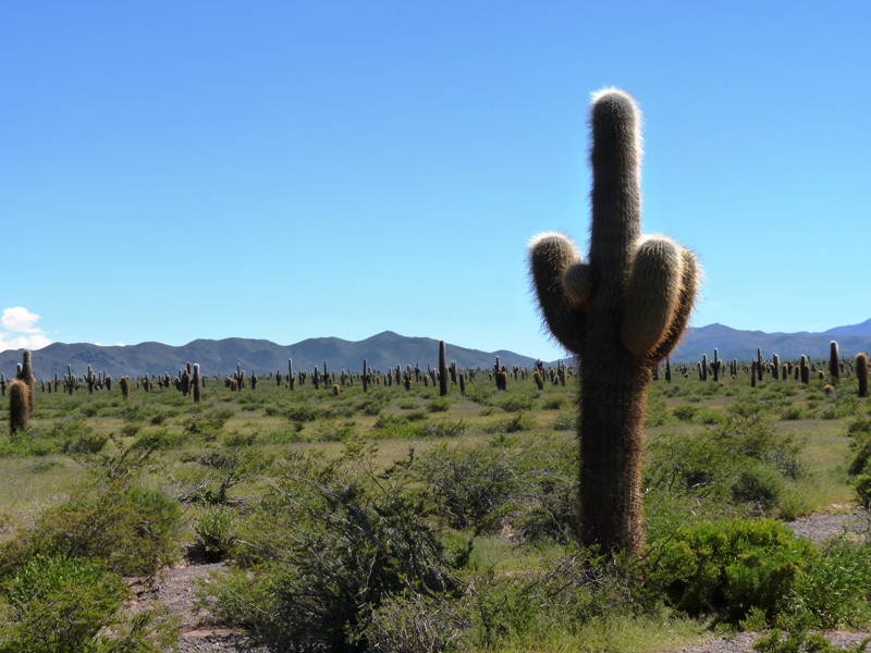 Foto: Parque Nacional Los Cardones. - Cachi (Salta), Argentina