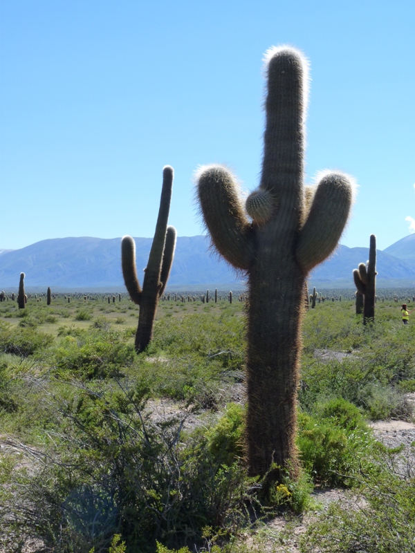 Foto: Parque Nacional Los Cardones. - Cachi (Salta), Argentina