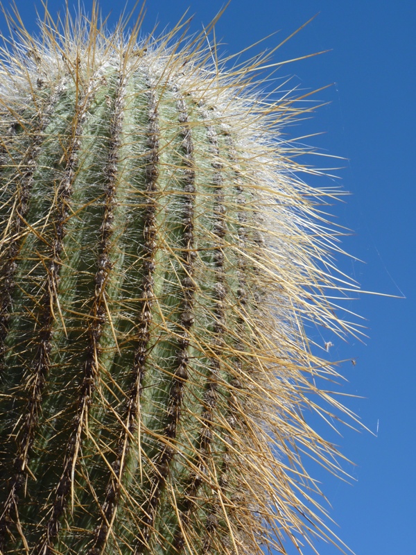 Foto: Parque Nacional Los Cardones. - Cachi (Salta), Argentina