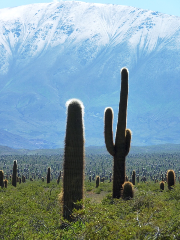 Foto: Parque Nacional Los Cardones. - Cachi (Salta), Argentina