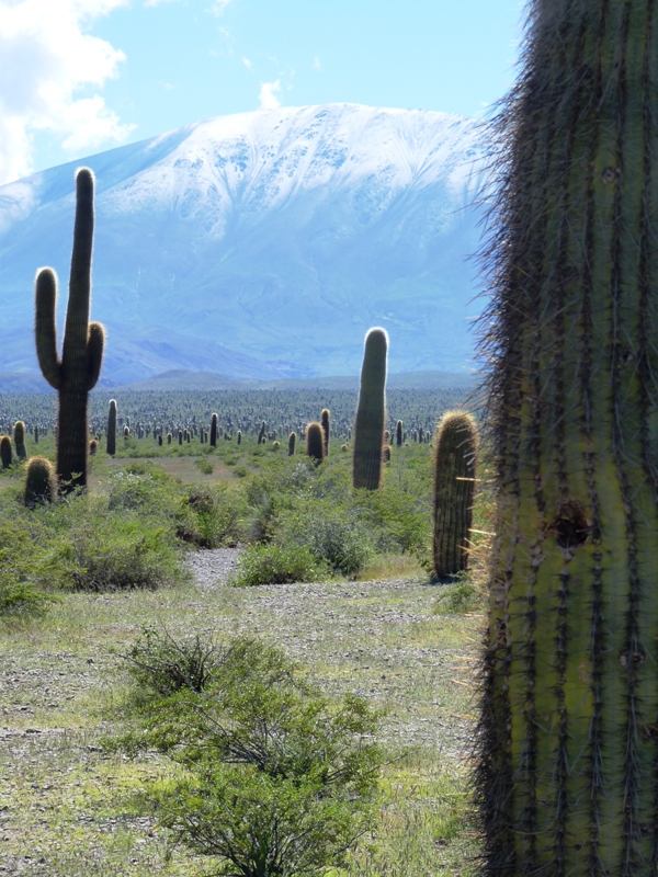 Foto: Parque Nacional Los Cardones. - Cachi (Salta), Argentina