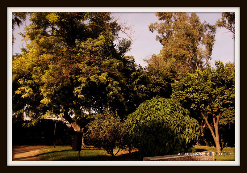 Foto: PARQUE DE MARIA LUISA - Sevilla (Andalucía), España