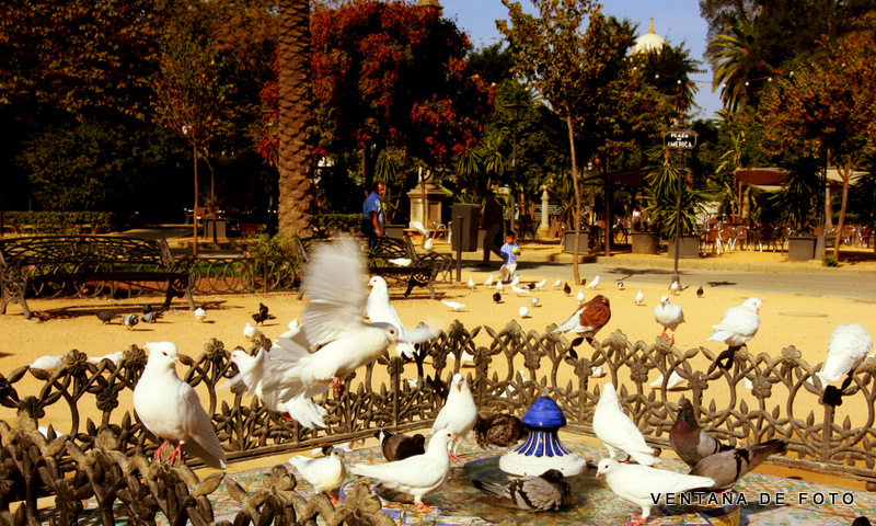 Foto: PARQUE DE MARIA LUISA - Sevilla (Andalucía), España