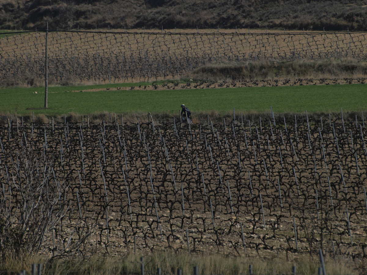 Foto: Viñedos en febrero - Cuzcurrita de Río Tirón (La Rioja), España