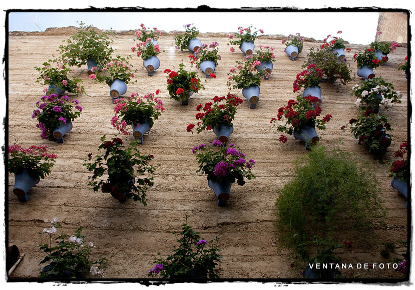 Foto: PATIOS - Córdoba (Andalucía), España