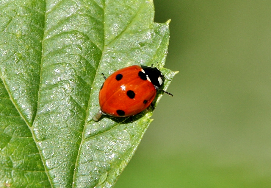 Foto: Mariquita - Castellbò (Lleida), España