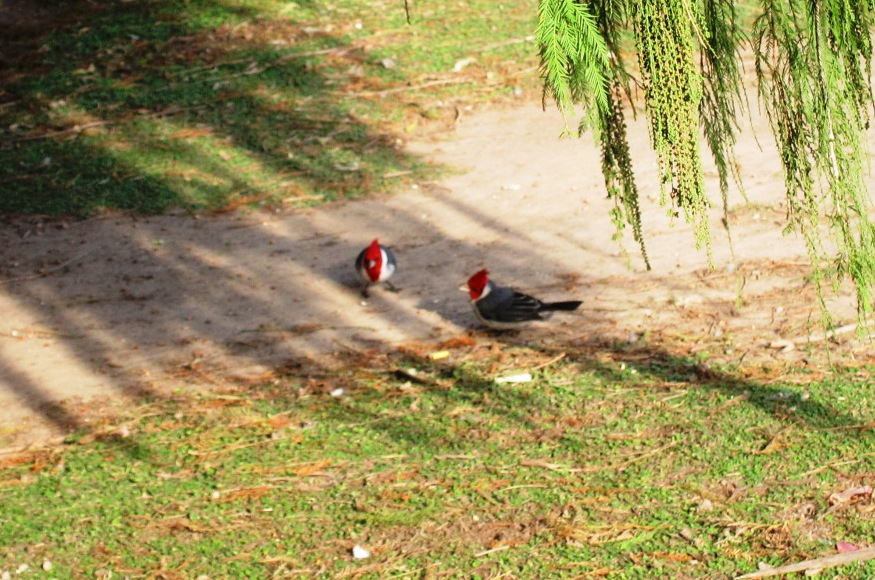 Foto: Cardenales - Ciudad Autónoma de Buenos Aires (Buenos Aires), Argentina