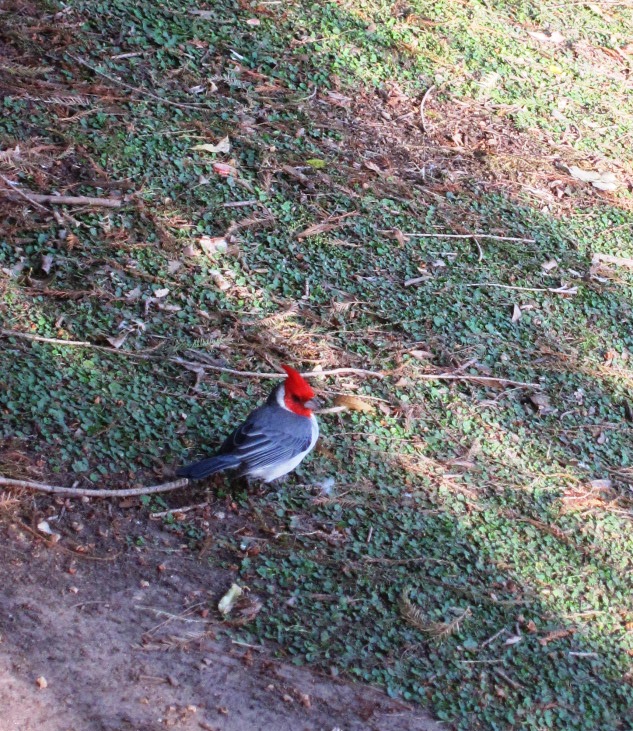 Foto: Cardenales - Ciudad Autónoma de Buenos Aires (Buenos Aires), Argentina