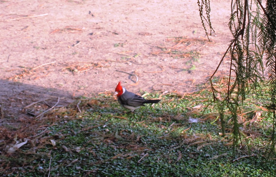 Foto: Cardenales - Ciudad Autónoma de Buenos Aires (Buenos Aires), Argentina