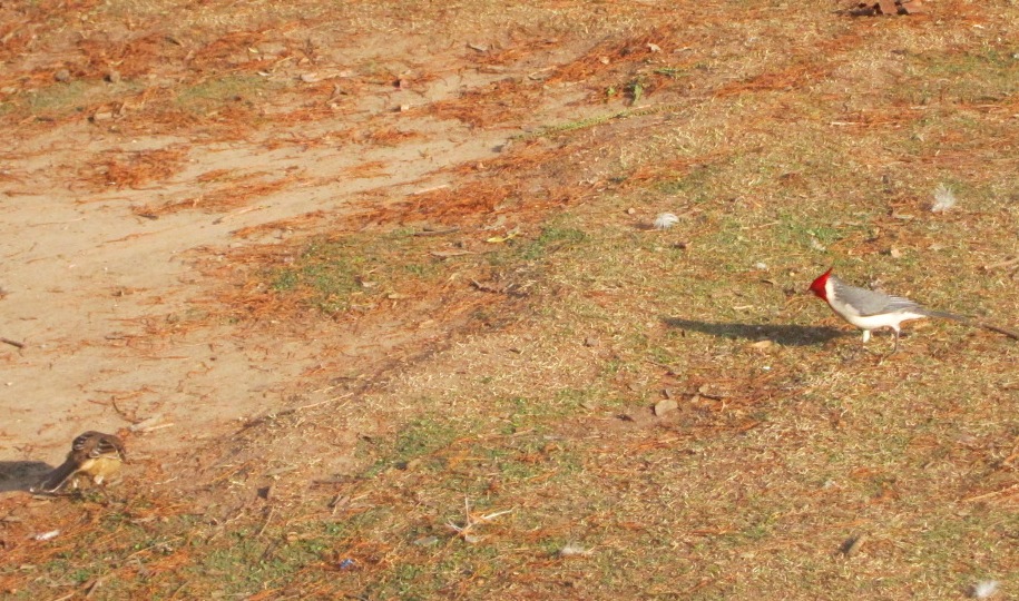 Foto: Cardenales - Ciudad Autónoma de Buenos Aires (Buenos Aires), Argentina