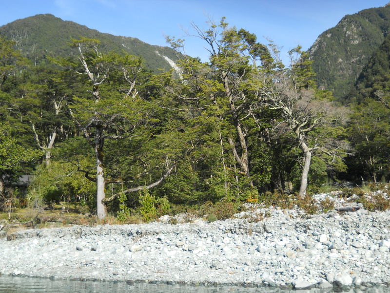 Foto: puerto varas - Puerto Varas (Los Lagos), Chile