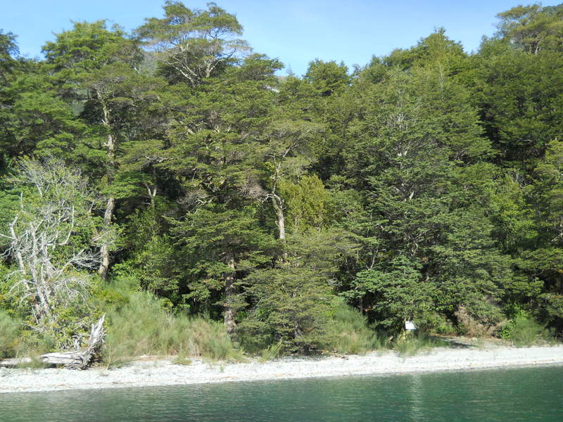 Foto: Puerto Varas - Puerto Varas (Los Lagos), Chile