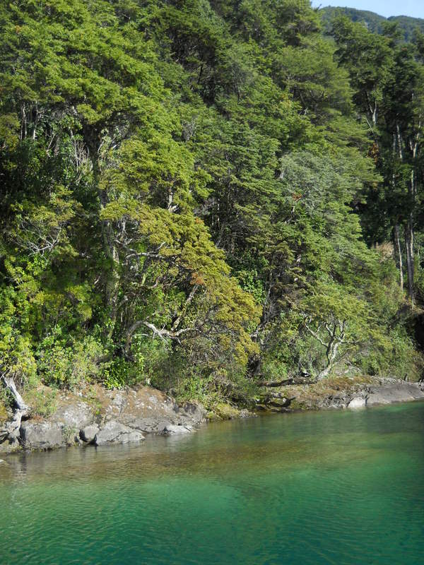 Foto: Puerto Varas - Puerto Varas (Los Lagos), Chile