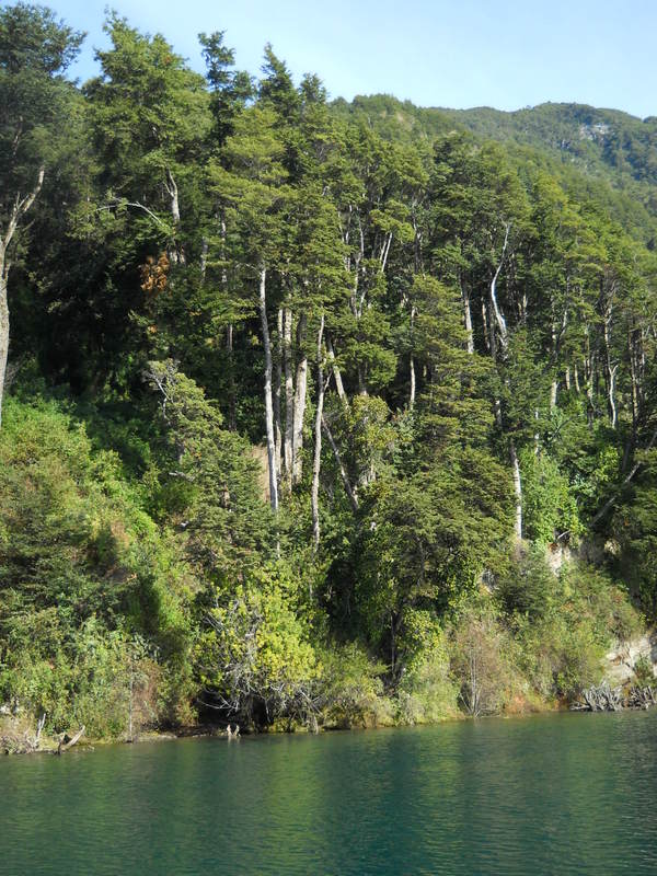 Foto: Puerto Varas - Puerto Varas (Los Lagos), Chile