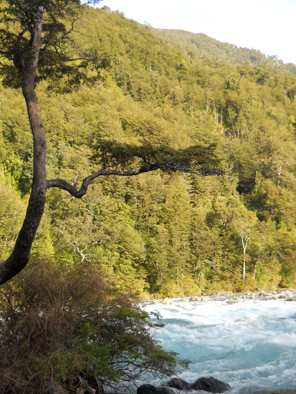 Foto: Puerto Varas - Puerto Varas (Los Lagos), Chile