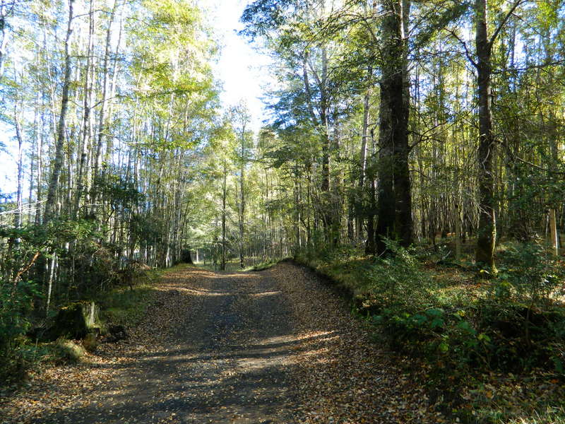 Foto: Pucon - Pucon (Araucanía), Chile