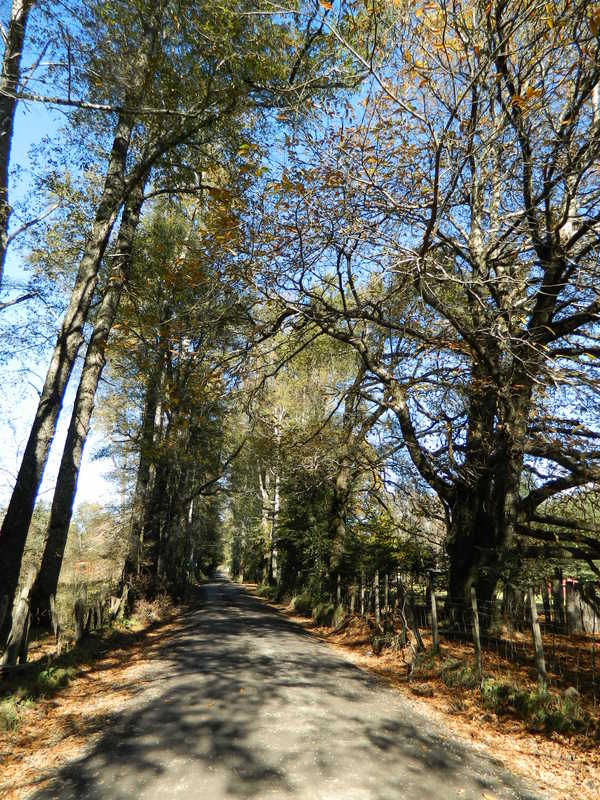 Foto: Pucon - Pucon (Araucanía), Chile