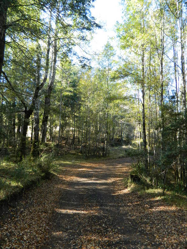 Foto: Pucon - Pucon (Araucanía), Chile