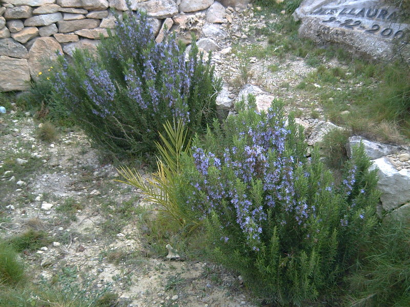 Foto: Aromas en el monte - Elche (València), España