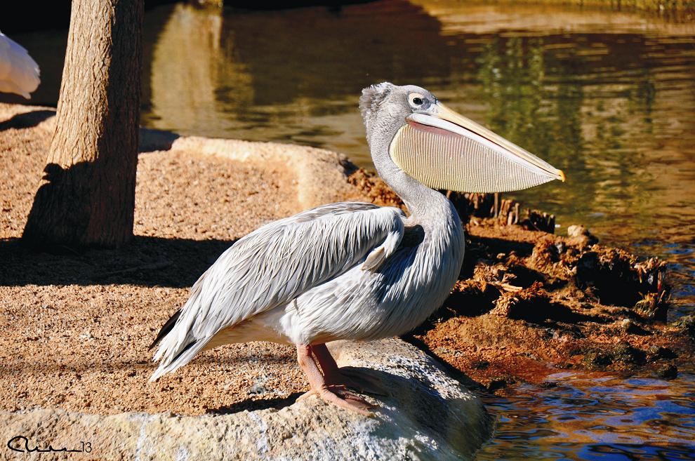 Foto: Bioparc - Valencia (València), España