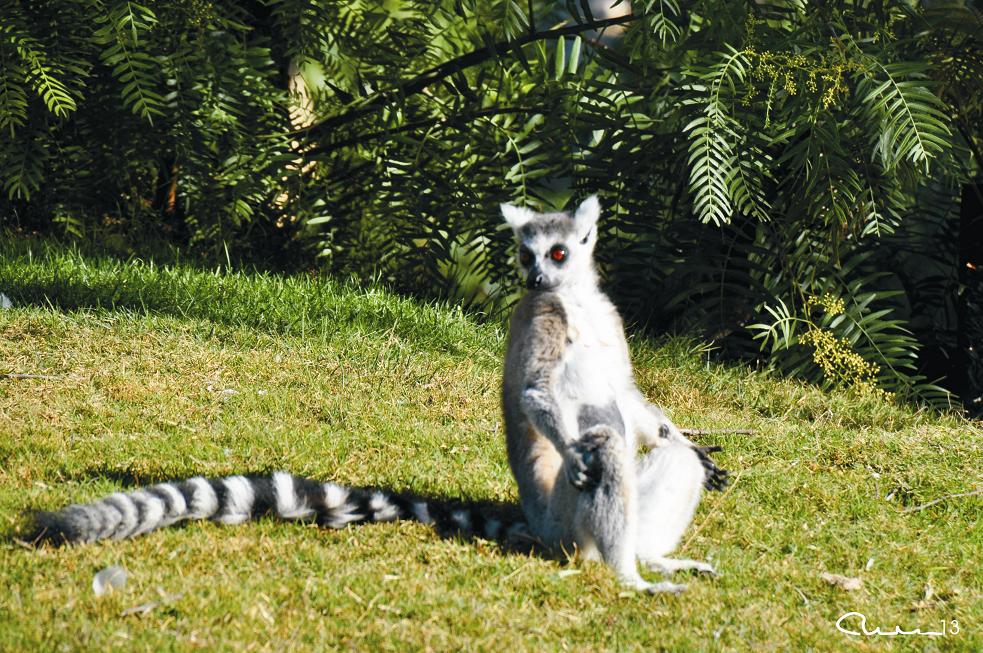 Foto: Bioparc - Valencia (València), España