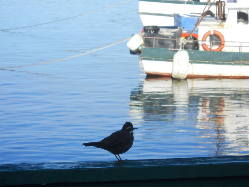 Foto: Dalcahue - Dalcahue (Los Lagos), Chile