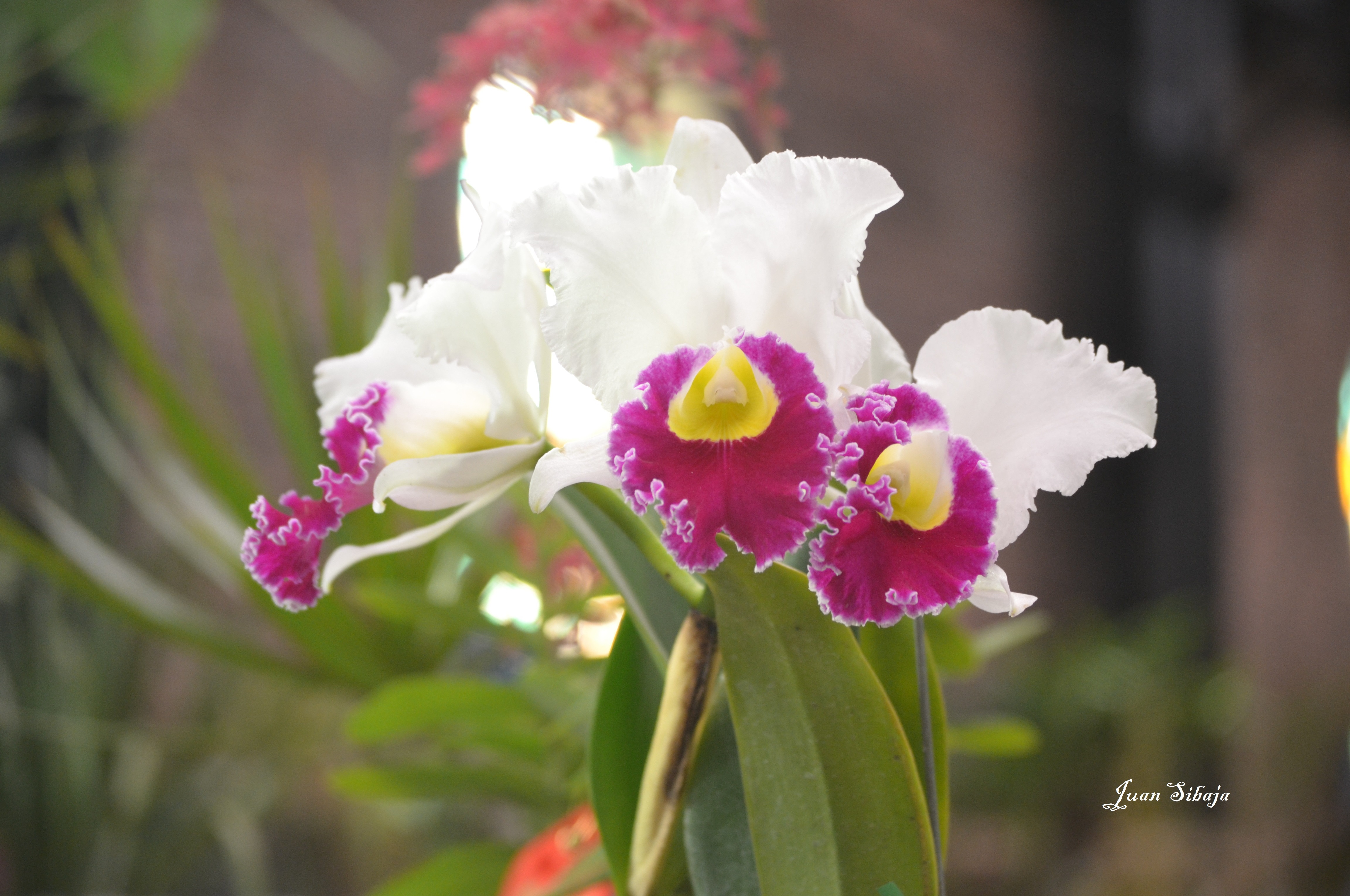 Foto: Exposición de Orquideas - San José, Costa Rica