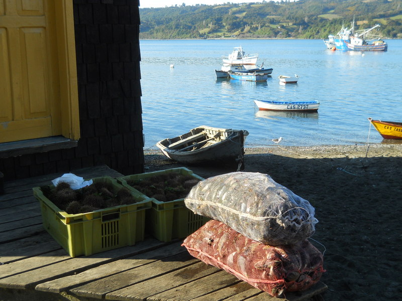 Foto: Dalcahue - Dalcahue (Los Lagos), Chile