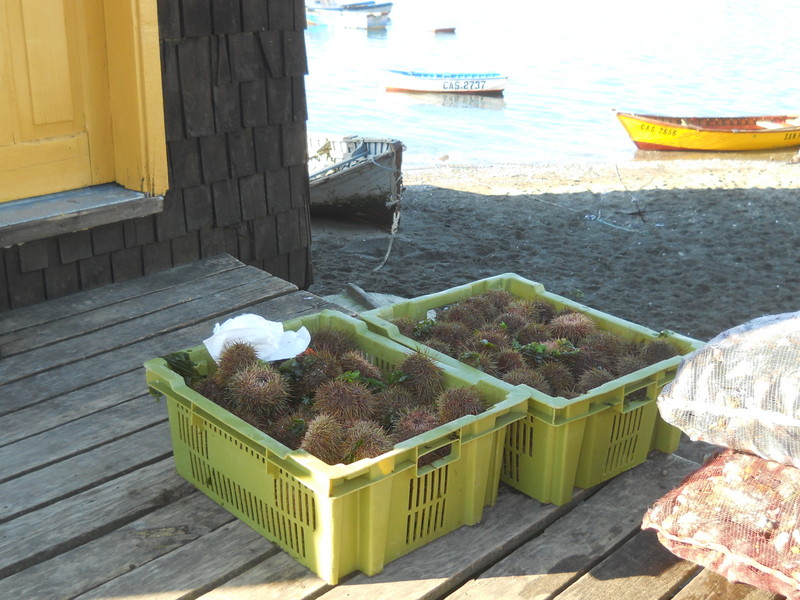 Foto: Dalcahue - Dalcahue (Los Lagos), Chile