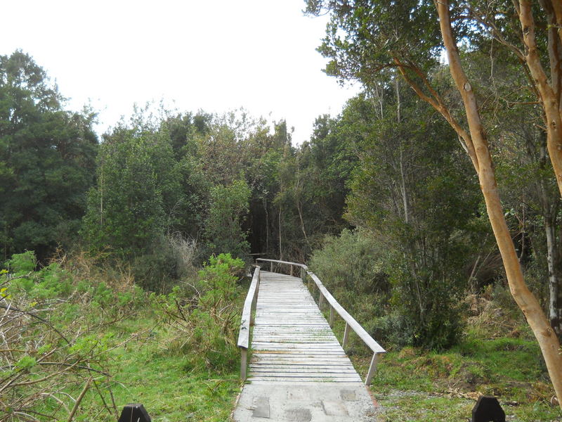 Foto: Parque Nacional Chiloe - Cucao (Los Lagos), Chile