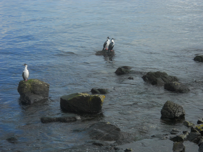 Foto: Ancud - Ancud (Los Lagos), Chile