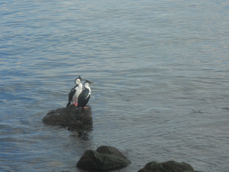 Foto: Ancud - Ancud (Los Lagos), Chile