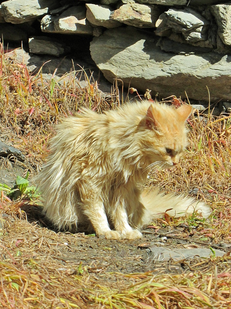 Foto: Gatito - Patones de Arriba (Madrid), España