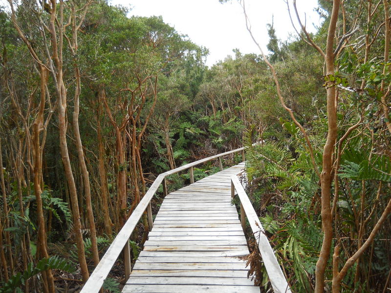 Foto: Parque Nacional Chiloe - Cucao (Los Lagos), Chile