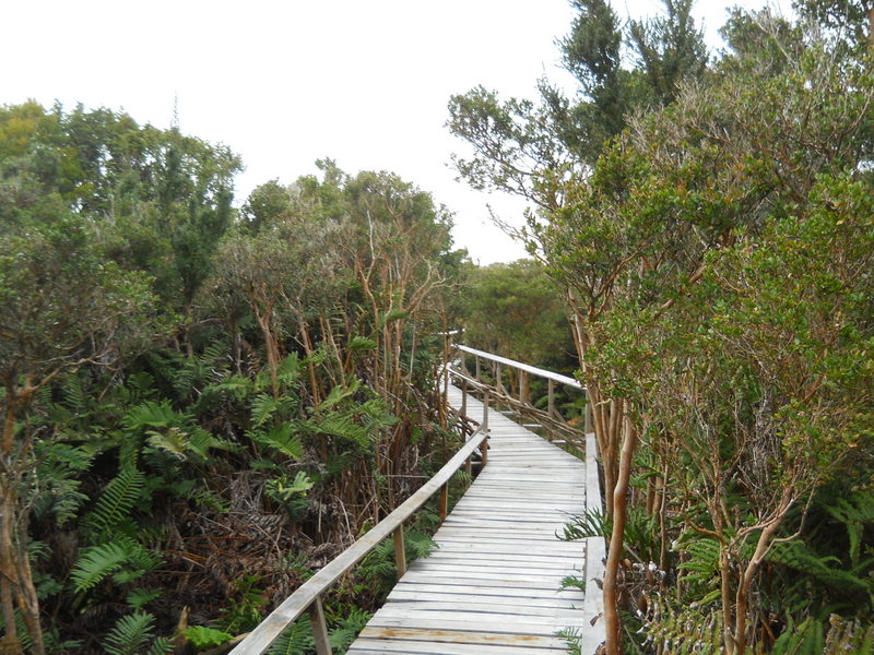 Foto: Parque Nacional Chiloe - Cucao (Los Lagos), Chile