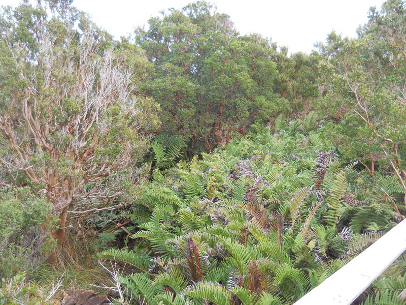 Foto: Parque Nacional Chiloe - Cucao (Los Lagos), Chile